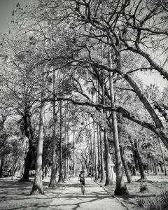 Árvores no Parque da Rendenção