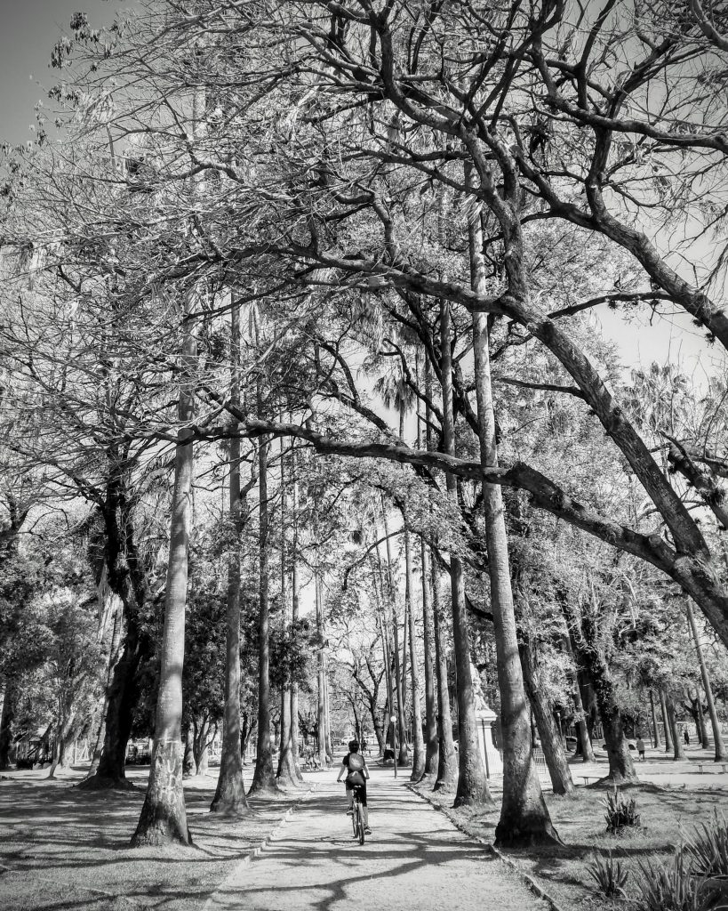 Árvores no Parque da Rendenção